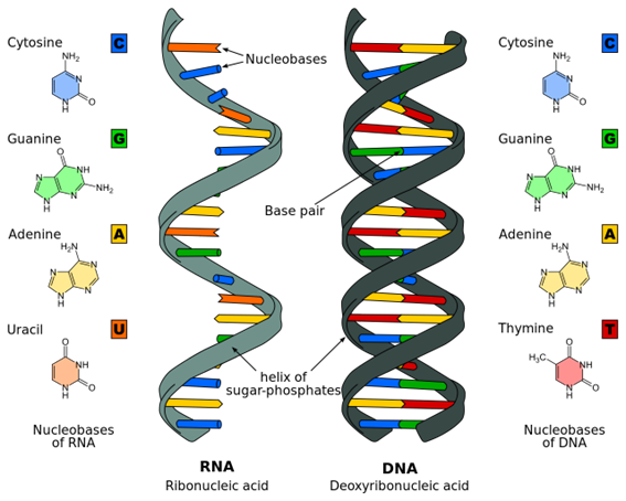 Illustration of the molecular structures of the RNA and DNA. The information in these molecules is encoded as specific sequences of nucleotides.