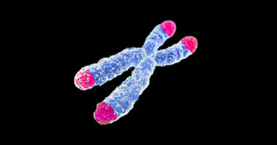 Chromosomes are X-shaped structures that pack the DNA inside cells. The tips of the chromosomes (in pink) are called telomeres and the intersection between the legs of the structure is called centromere.