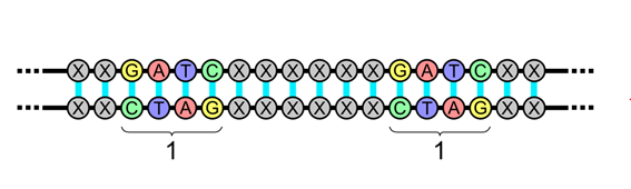 A palindromic sequence is a sequence in a double-stranded DNA or RNA molecule in which the reading in one strand is identical to the sequence in the same direction on the complementary strand.