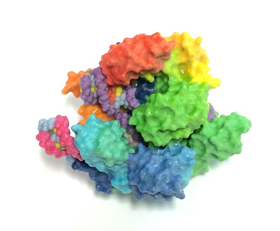 Representation of the 3D-structure of the Cas9 nuclease, the enzyme specialized for cutting DNA that is used in most CRISPR systems.