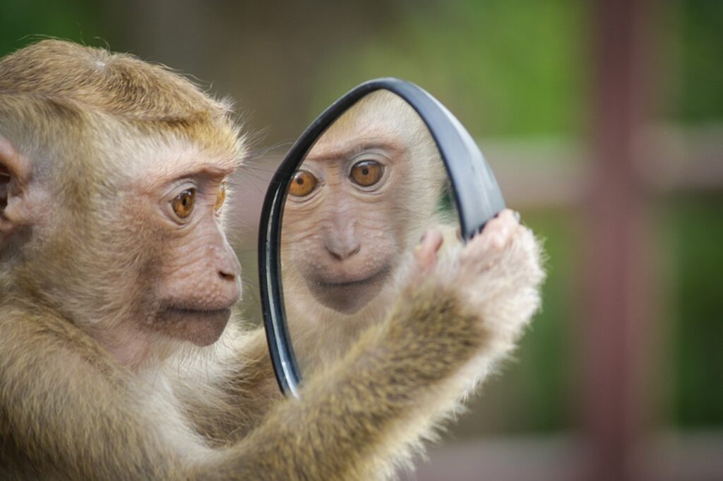 Monkey looking into a mirror.