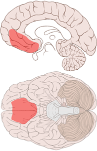 Ventromedial prefrontal cortex shown on ventral and medial views of the brain.