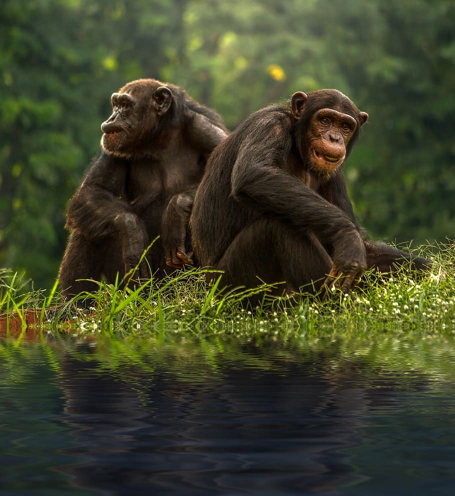 chimp-brown-bonobo-chimpanzee