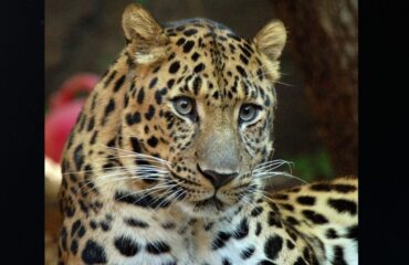 Amur leopard