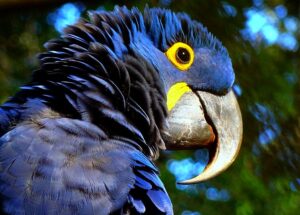 Hyacinth macaw