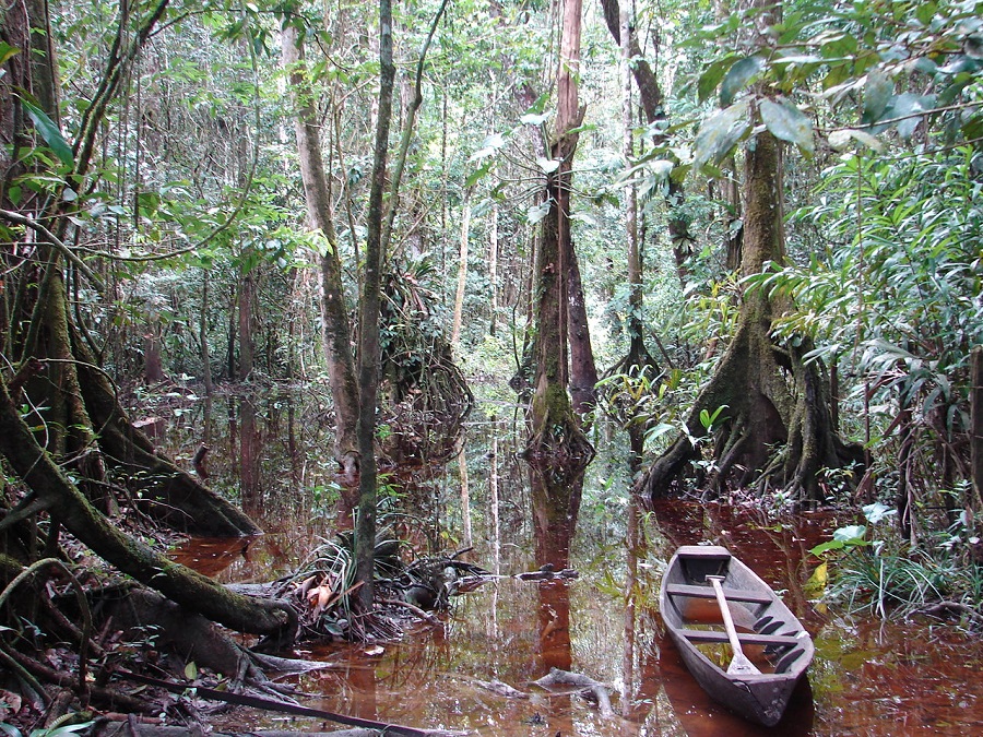 Amazon dryland forest