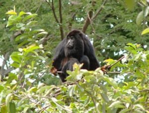 Red handed howler monkey