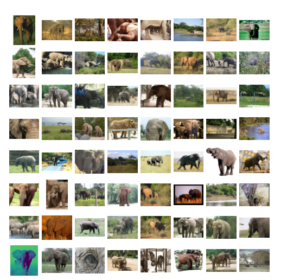 Photos of real elephants